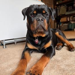 Rottweiler Puppies from Von Der Hing Rottweilers