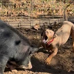 Rooster - Catahoula Leopard Dog
