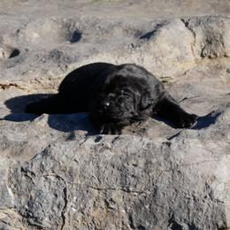 Emperor - Black male Labrador Retriever puppy in Buffalo Valley, Tennessee from Buffalo Valley Breeders