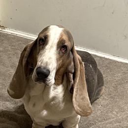 Heaven - Blue tan and white female Basset Hound puppy in Sidney, Nebraska from Royal Baez Basset