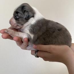 Jade - Blue merle female Australian Shepherd puppy in Weeki Wachee, Florida from Ace of Spades Australian Shepherds