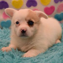 Indy - Fluffy - White merle female American Corgi puppy in Lithia, Florida from Diamondcrest Inc