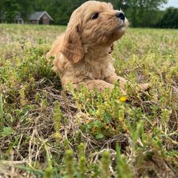 Bubbles - Chocolate male Goldendoodle puppy in Louisburg, North Carolina from Lakes Golden Doodles