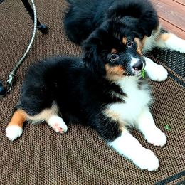 Lilac - Black tri-color female Australian Shepherd puppy in Maryland from Lake Shore Australian Shepherds