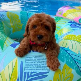 Nano - Red male Cavapoo puppy in Mint Hill, North Carolina from DoodleForever