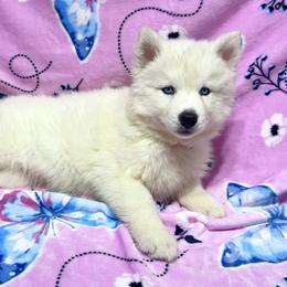 AKC Sapphire - White female Siberian Husky puppy in Centreville, Maryland from Huskies By the Bay