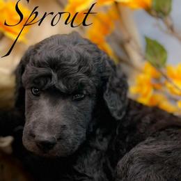 Sprout - Silver male Poodle puppy in Greenville, North Carolina from Grace Poodles