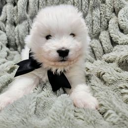 Rocket - White male Samoyed puppy in Downey, Idaho from Seven Diamond Samoyeds