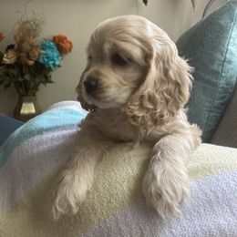 Cocker Spaniel Puppies from Taylor’s Cockerspaniels