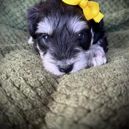 Yellow Heart - Black and silver female Miniature Schnauzer puppy in White Plains, Kentucky from Devon Dunlap