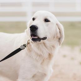 Juno - Golden Retriever