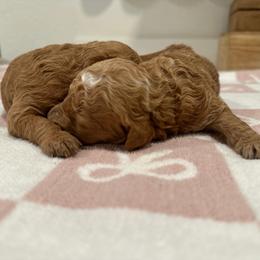 Yellow - Red  female Goldendoodle puppy in Shingle Springs, California from Creamy Retrievers