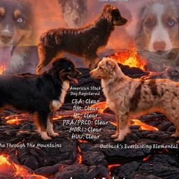 Miniature Australian Shepherd puppies from Elemental Mini Aussies