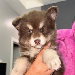 Empress - Chocolate female Pomsky puppy in Spring Hill, Florida from Besties Paw Life