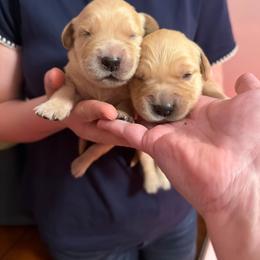 Cheddar - Golden male Golden Retriever puppy in Cody, Wyoming from Bliss Creek MTN Meadows