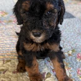 Milky Way - Phantom female Poodle puppy in St. Johnsbury, Vermont from Poodles of the Northern Woods