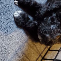 Australian Labradoodle and Poodle Puppies from Oodles of Doodles and some Poodles