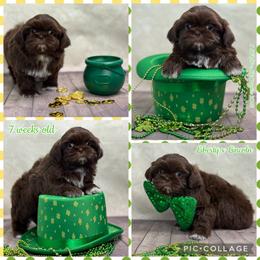 Noah - Liver and white male Shih Tzu puppy in Beatrice, Nebraska from I Shih Tzu Not Puppies