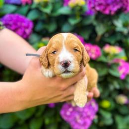 Sunflower (Sunny) - Red male Labradoodle puppy in Elizabeth City, North Carolina from Howdy Doodles