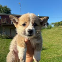 Boi - Red male Pembroke Welsh Corgi puppy in Delton, Michigan from CorGizmo