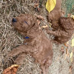 Goldendoodle Puppies from BasilBella’s Doodles