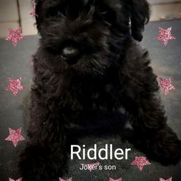 Miniature Schnauzer Puppies from A'Lord Miniature Schnauzer