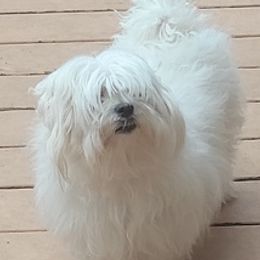 Maltese from Terri's Maltese