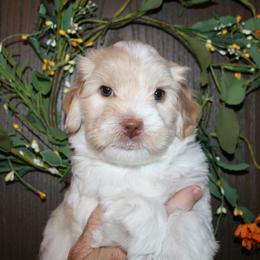 Australian Labradoodle Puppies from Windsor Creek Labradoodles