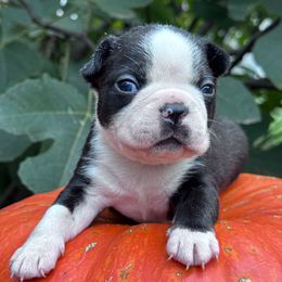 Hannibal - Seal and white male Boston Terrier puppy in Lexington, South Carolina from Velveteen Bostons