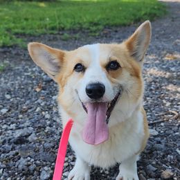 NOVA - American Corgi