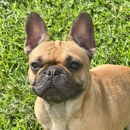 Lola - French Bulldog