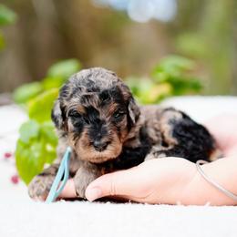 Sky collar - Blue merle female Bernedoodle puppy in Spokane, Washington from Doodle Love