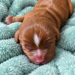 Boo - Ruby male Cavalier King Charles Spaniel puppy in Kewaskum, Wisconsin from Moon Dream Cavaliers