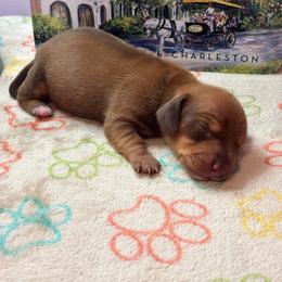 AKC Female 3000 - Red female Dachshund puppy in Summerville, South Carolina from Funk's Four-Legged Friends