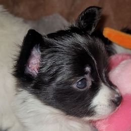 Girl 2 - Black red and white female Papillon puppy in Florida from Tammy's Papillon Playpen