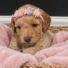 Georgia - Buff and white female Cockapoo puppy in Selma, California from Mollys Dollys