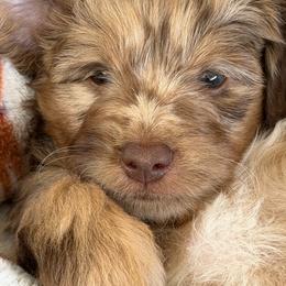 Otis - Brown merle male Aussiedoodle puppy in Campbell, California from Mini AussieDoodle Puppies