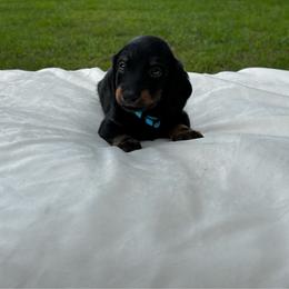 Smokey - Black and tan male Dachshund puppy in Athens, Alabama from Weidenthal Dachshunds