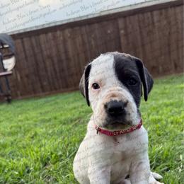 Luna - Black and white female Great Dane puppy in Granbury, Texas from Anderson Blau’s Great Danes