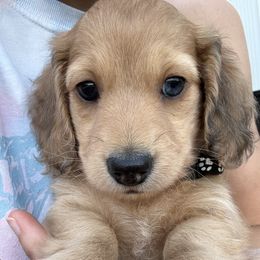 Rocky - Cream male Dachshund puppy in West Plains, Missouri from Little Legs Legacy