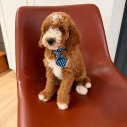 Olaf - Red  male Goldendoodle puppy in Charlotte, North Carolina from Barkins and Company