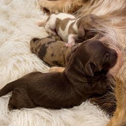 Harvest - Chocolate and cream male Dachshund puppy in Riverton, Wyoming from Wild Rose Ridge Doxies