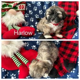 Harlow - Golden male Lhasa Apso puppy in Cincinnati, Ohio from Shangri-La Lhasa Apsos