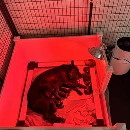 German Shepherd puppies from Barenstadt Kennels