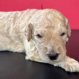 Michael - Apricot male Goldendoodle puppy in Western Massachusetts, Massachusetts from Magical Goldendoodles of Pioneer Valley, MA