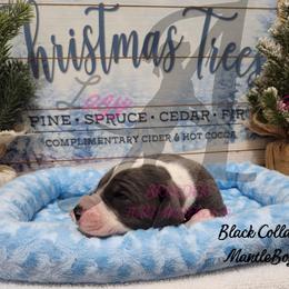 Black Collar boy - Blue and white male Great Dane puppy in Longview, Texas from Lazy A Danes