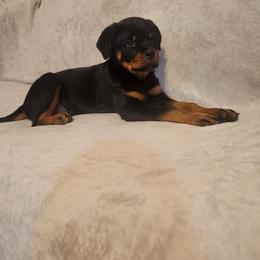 Girl 1 - Black and mahogany female Rottweiler puppy in Houston, Texas from Hicks Farms Rottweilers