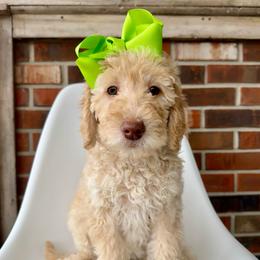 Fawn - Cream female Goldendoodle puppy in Pulaski, Tennessee from Doodle My Heart