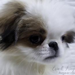 Ziti - Sable and white male Japanese Chin puppy in Johnson City, Tennessee from Erin & Friends Japanese Chin