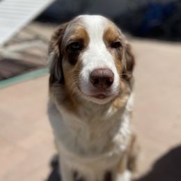 Luna - Australian Shepherd